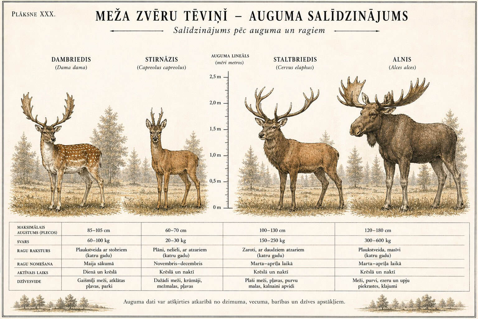 Tēviņi – auguma salīdzinājums (4 sugas)