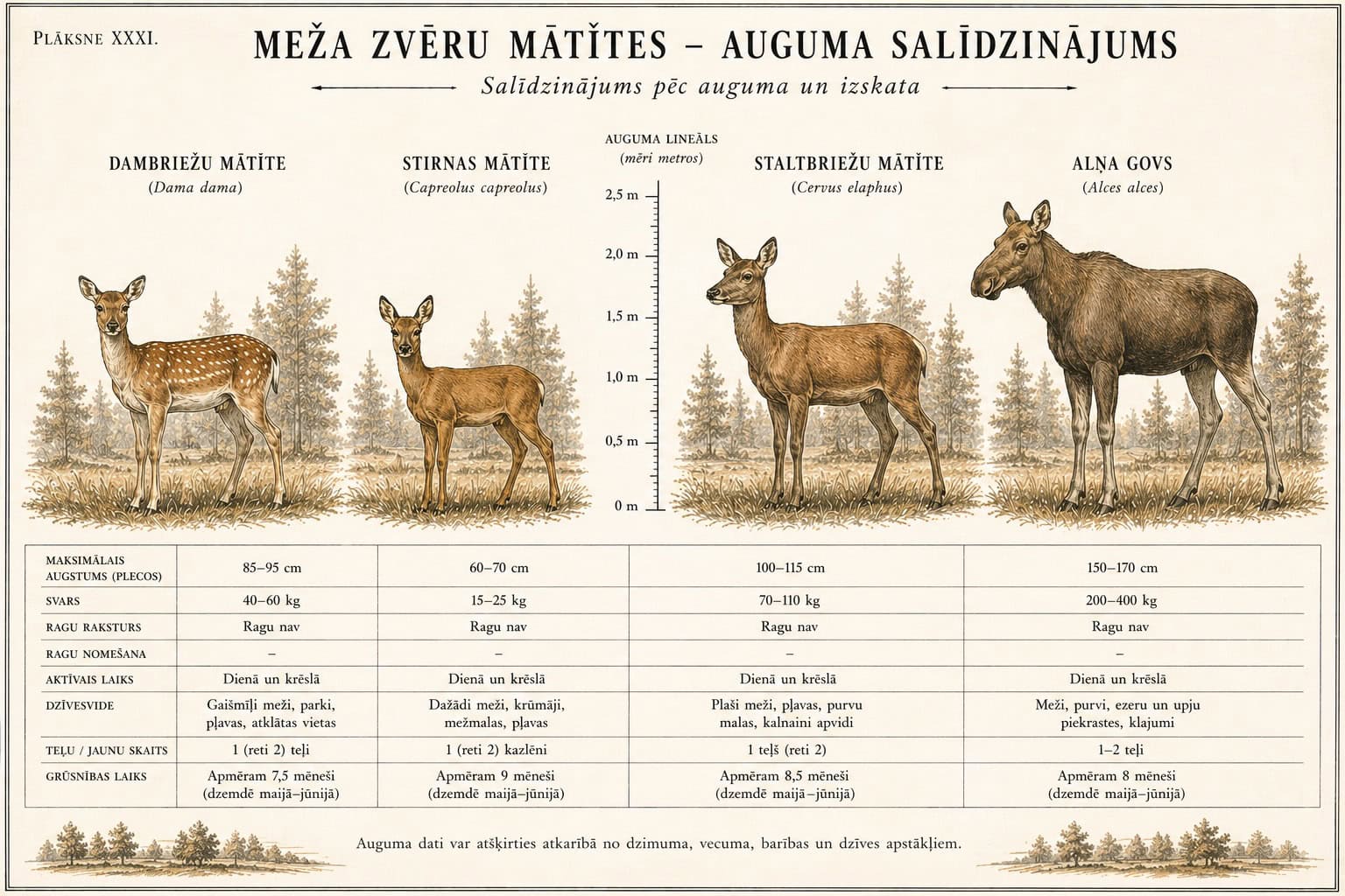 Mātītes – auguma salīdzinājums (4 sugas)